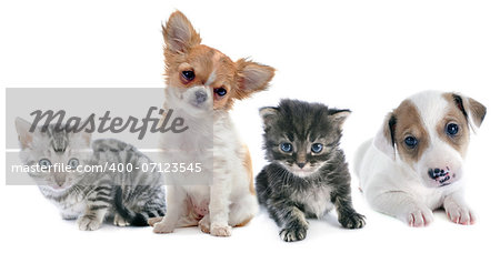 puppies and kitten in front of white background