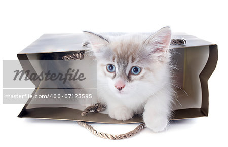 playing birman kitten in front of white background