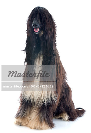 afghan hound in front of white background