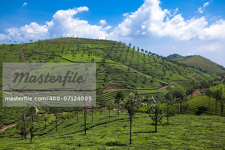 in Nelliyampaty Hills Tea Fields in mumnar Kerala state india