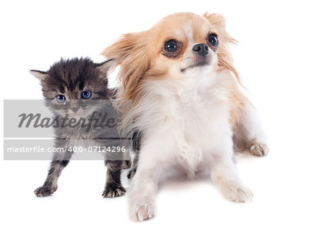 portrait of a cute purebred  chihuahua and kitten in front of white background
