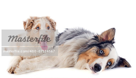 purebred australian shepherds  in front of white background
