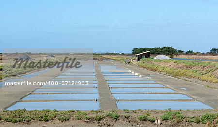 salt marsh in the ile de re, France