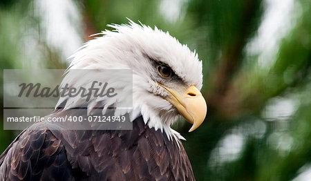 A closeup of the head of a bald eagle