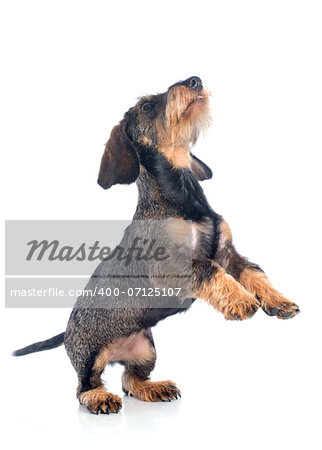 puppy Wire haired dachshund in front of white background