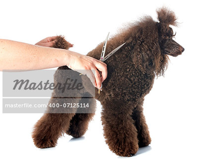 beautiful purebred poodle and scissors in front of a white background