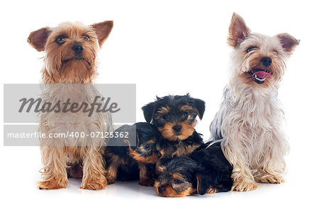 family yorkshire terrier in front of white background