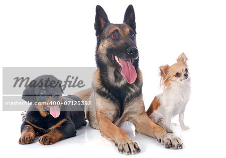 malinois, rottweiler and chihuahua on a white background