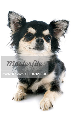 black and tan chihuahua in front of white background
