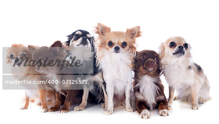 group of chihuahuas in front of white background