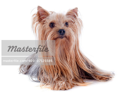 portrait of a purebred yorkshire terrier in front of white background