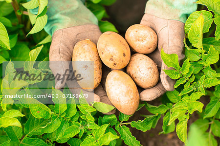 Hands presenting organic fresh potatoes wearing gardening gloves