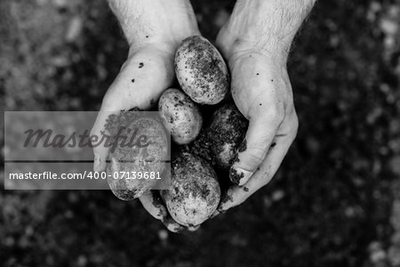 Hands showing freshly dug potatoes in black and white