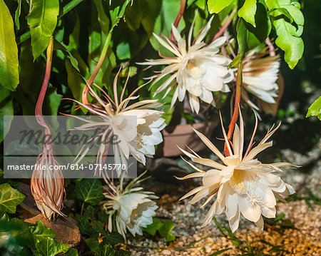 The rare Nightblooming Cereus, genus Epiphyllum. This rare plant only blooms one night each year