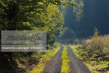 Road through beech forest, Spessart, Bavaria, Germany, Europe