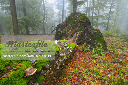 Old Mossy Tree Trunk in Beech Forest (Fagus sylvatica), Spessart, Bavaria, Germany, Europe