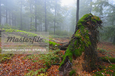 Old Mossy Tree Trunk in Beech Forest (Fagus sylvatica), Spessart, Bavaria, Germany, Europe