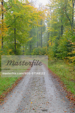 Road through beech forest (Fagus sylvatica) in autumn, Spessart, Bavaria, Germany, Europe