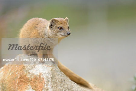 Close-up of Yellow Mongoose (Cynictis penicillata) on Rock, Bavaria, Germany