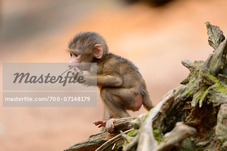 Close up of Young Guinea baboon (Papio papio)