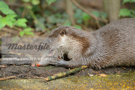 European Otter (Lutra lutra) on Rock Eating Fish, Bavaria, Germany