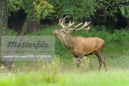 Male Red Deer (Cervus elaphus) at edge of Woods, Wildlife Park Old Pheasant, Hesse, Germany