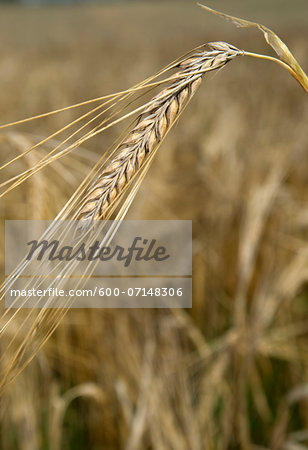 Close-up of ear of barley in field, Germany