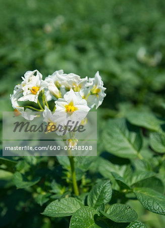 Close-up of flowering potato plant in field, Germany