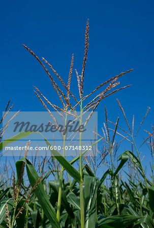 Close-up of corn plant in field against blue sky, Germany