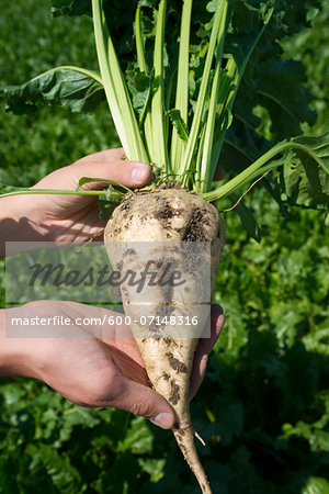 Close-up of man's hands holding beet in field, beet harvest, Germany