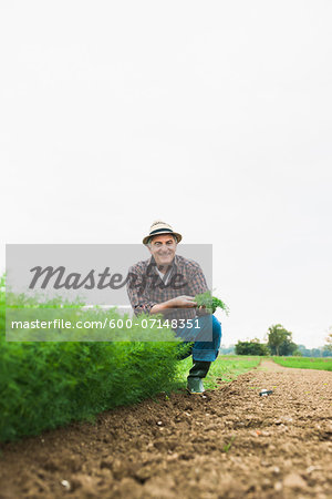 Farmer in field, holding plant from crop, Germany