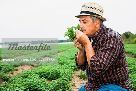 Close-up of farmer in field, holding and smelling leaves from crop, Germany