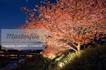 Cherry Blossoms Of Minami, Shizuoka, Japan