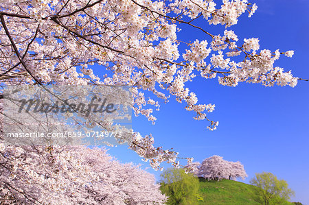 Cherry Blossoms, Gyoda, Saitama, Japan