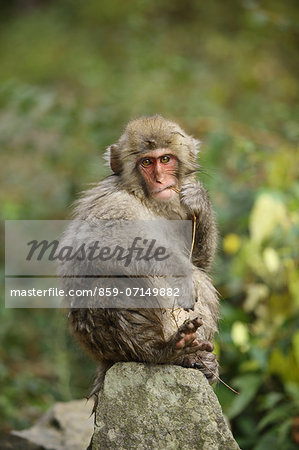 Monkey, Jigokudani, Nagano, Japan