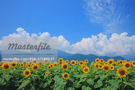 Sunflower Field, Azumino, Nagano