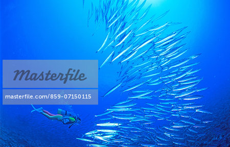 Barracuda And Diver, Kagoshima, Japan