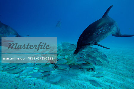 Atlantic Spotted Dolphin Atlantic Spotted Dolphin