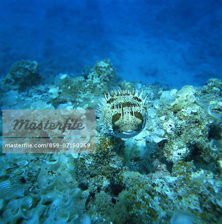 Porcupine fish, Kerama Islands, Okinawa, Japan