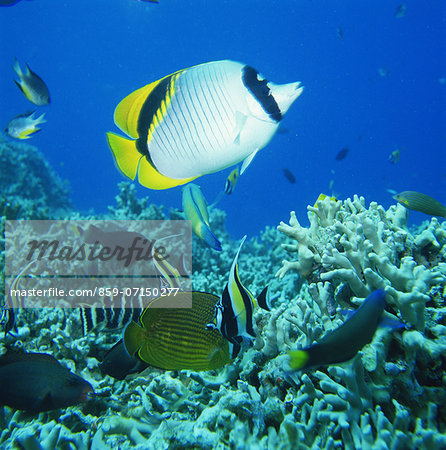 Vagabond Butterfly fish, Kerama Islands, Okinawa, Japan