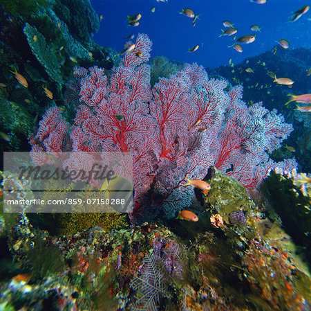 Kerama Islands, Okinawa, Japan