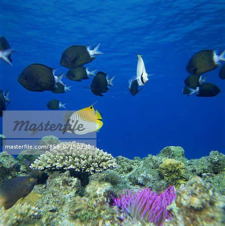 Threadfin Butterfly fish, Kerama Islands, Okinawa, Japan Threadfin Butterfly fish, Kerama Islands, Okinawa, Japan