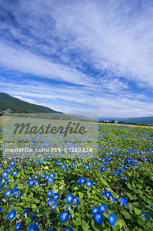 Japanese Morning Glory, Nagano, Japan