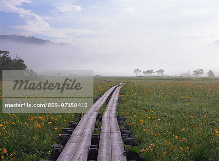 Daylily, Ozegahara, Gunma, Japan