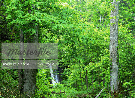 Shiretoko National Park, Hokkaido, Japan