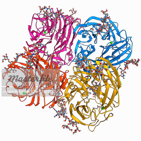 Flu Virus Surface Protein Molecule Molecular Model Of The