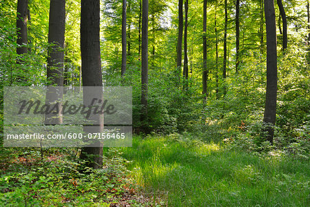 Deciduous Forest in Spring, Kefenrod, Hesse, Germany Deciduous Forest in Spring, Kefenrod, Hesse, Germany