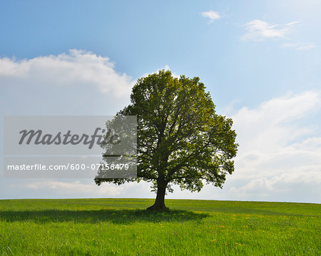 Oak Tree in field in Spring, Grebenhain, Hesse, Germany Oak Tree in field in Spring, Grebenhain, Hesse, Germany
