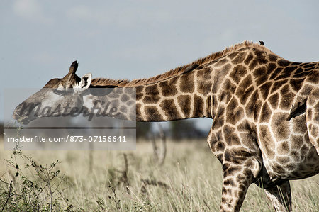 Giraffe bending down to nibble on bush, Madikwe Game Reserve,  North West Province,  South Africa