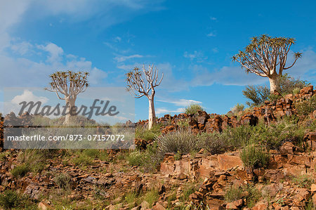 Quiver Trees